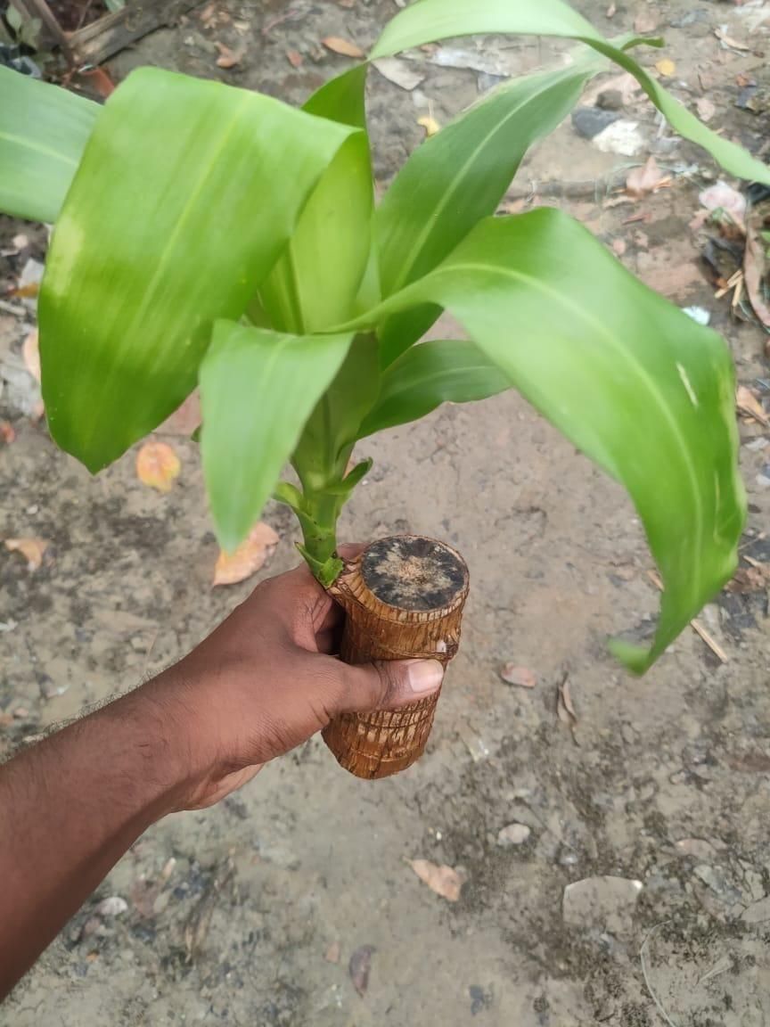 😌Lucky Brazil Wood Potted Plant🍀